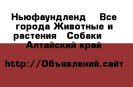 Ньюфаундленд  - Все города Животные и растения » Собаки   . Алтайский край